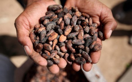 Una operación especial rescata en Brasil 593 personas en condición análoga a la esclavitud