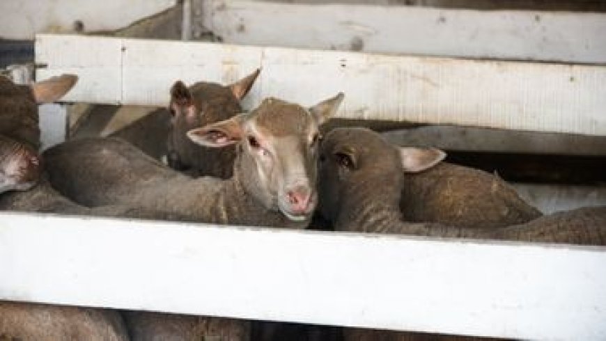 Uruguay está a un paso de lograr la habilitación para exportar carne ovina a Filipinas