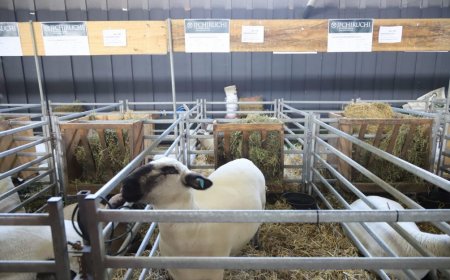 La UTU expone en la Rural del Prado con 21 animales preparados por estudiantes