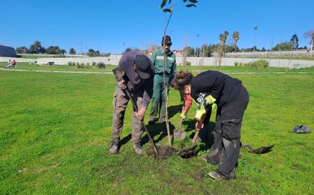 Se está realizando tarea de reposición de árboles en el Parque del Bicentenario