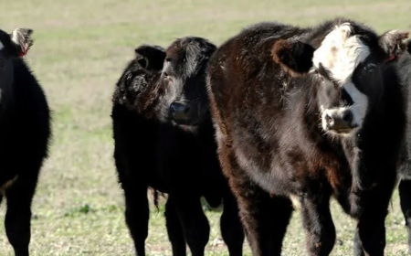 La exportación en pie “ha dado un impulso muy importante a la cría”