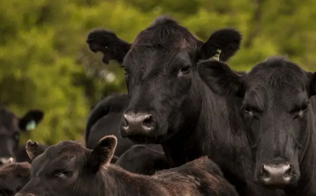 Hoy comienza Plaza Rural, en tres días se ofertarán más de 19.000 vacunos