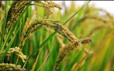 La situación hídrica es mejor de lo que se esperaba y el agro recupera esperanzas