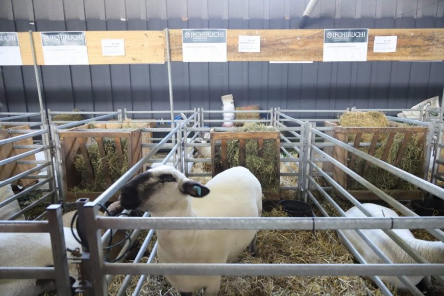 La UTU expone en la Rural del Prado con 21 animales preparados por estudiantes