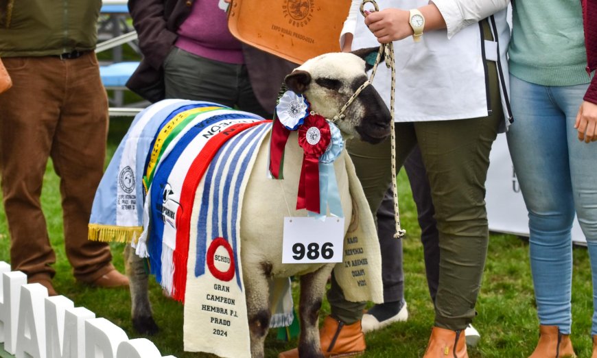 Agraria Serena es la Gran Campeona: desde los predios de UTU al podio de la Expo Prado 2024