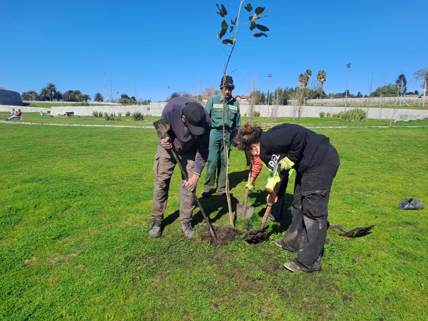 Se está realizando tarea de reposición de árboles en el Parque del Bicentenario