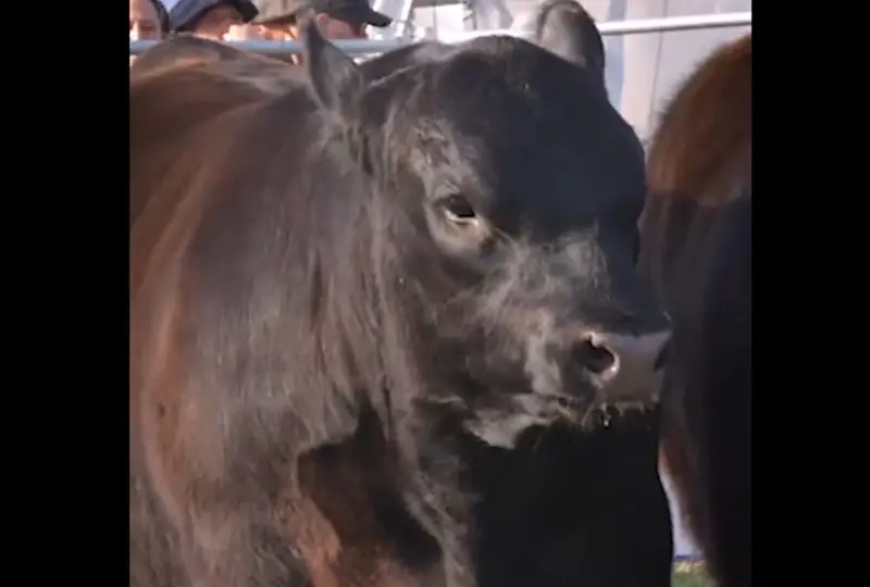 Con un uruguayo como jurado se realiza en Argentina la Semana Angus Primavera.