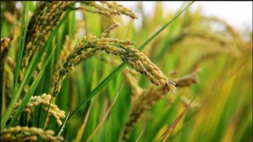 La situación hídrica es mejor de lo que se esperaba y el agro recupera esperanzas