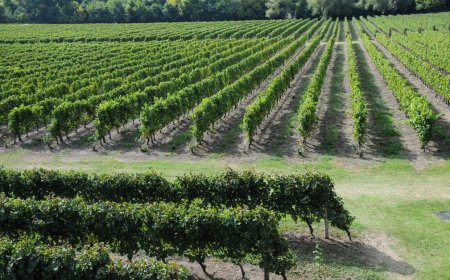 Este fin de semana se celebra el Día del Patrimonio, dedicado a la industria vitivinícola