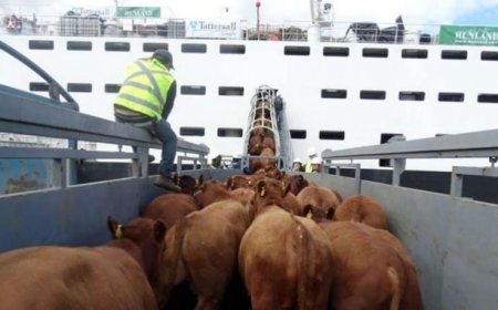 Uruguay fue habilitado para exportar animales en pie a Catar