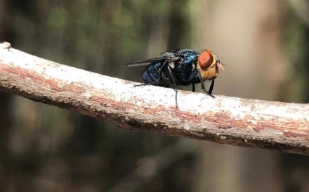 En febrero comenzará dispersión de moscas esterilizadas para erradicar la bichera