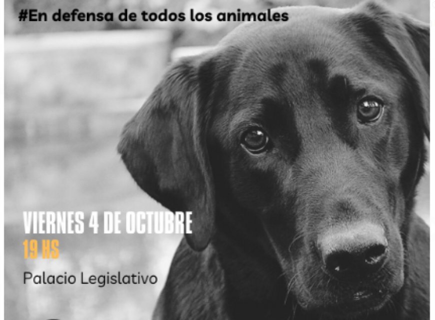 Plataforma Animalista se concentrará frente al Palacio Legislativo