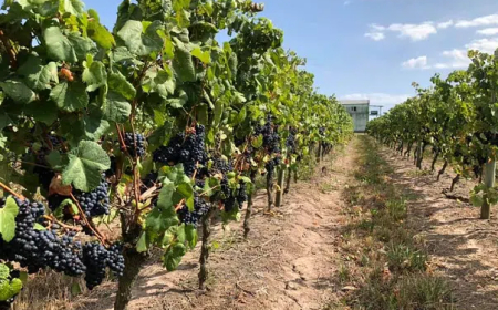 El martes es el lanzamiento de la Fiesta Capital de la Uva y el Vino