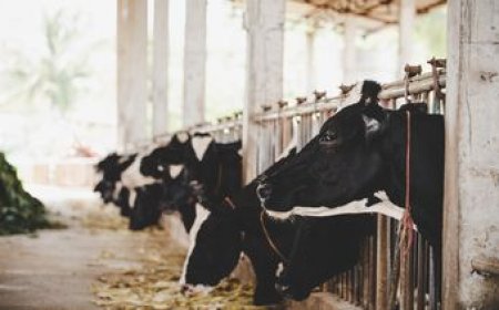 Las exportaciones de lácteos tuvieron un aumento interanual del 21% en octubre