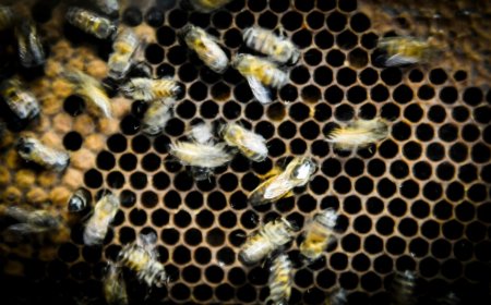 Rocha: Falleció un trabajador municipal tras ser atacado por abejas