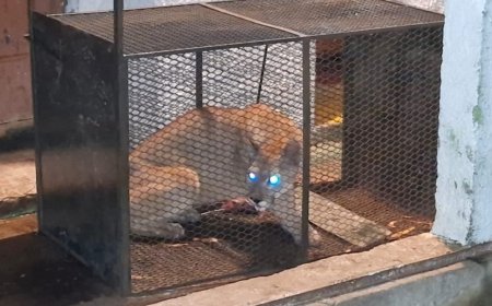 Fue recapturado el puma fugado de la Estación de Cría de Fauna Autóctona