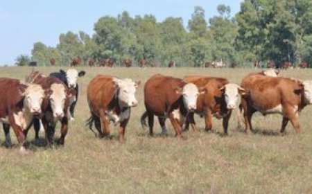 El agro repudió los paros sorpresivos de Foica y analiza pedir la esencialidad de la actividad