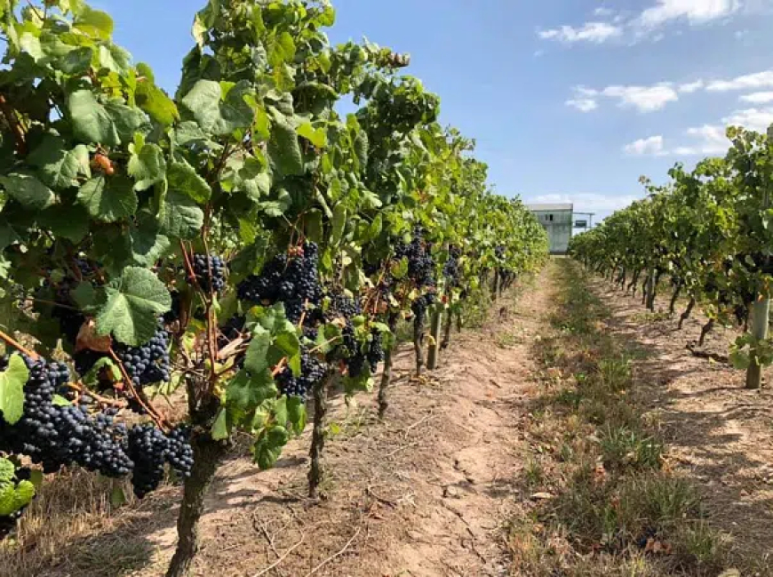 El martes es el lanzamiento de la Fiesta Capital de la Uva y el Vino