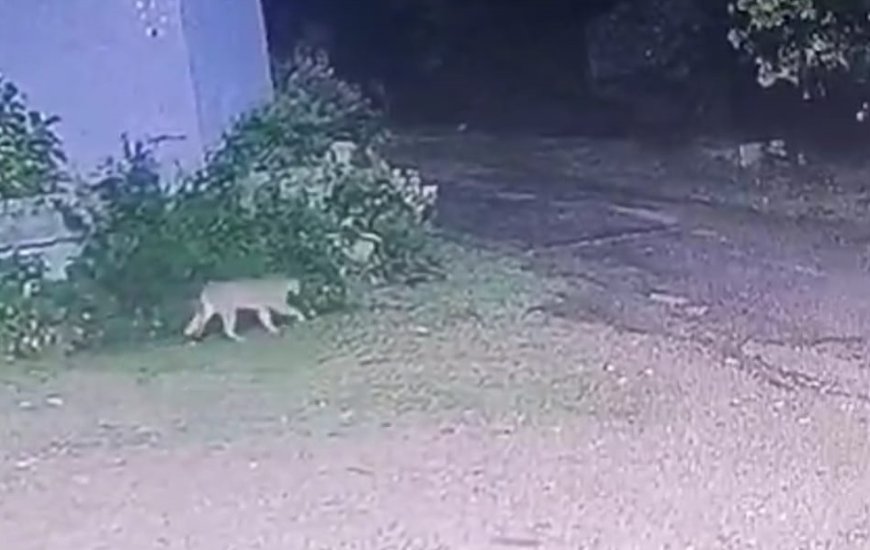 Operativo de búsqueda tras la fuga de un puma en la Estación de Cría de Fauna Autóctona