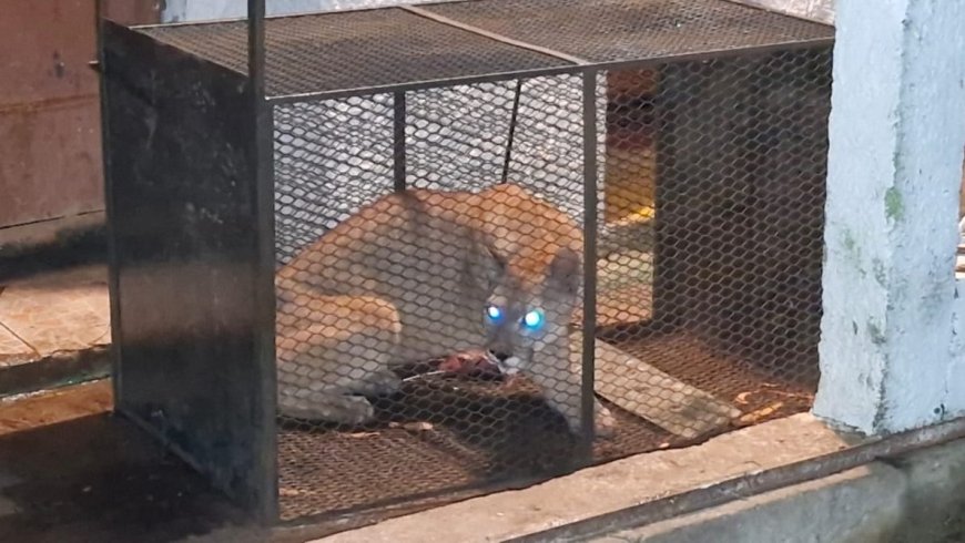 Fue recapturado el puma fugado de la Estación de Cría de Fauna Autóctona