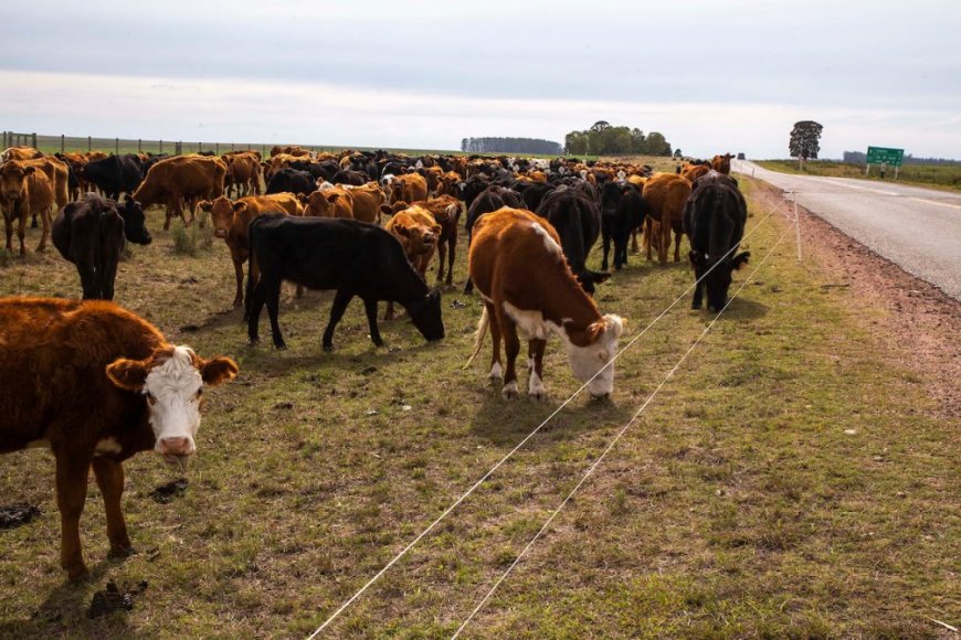 Buscan evitar “corrida” de inversores en ganado, ante caída Larrarte y República Ganadera