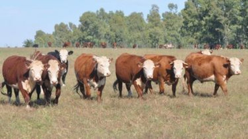 El agro repudió los paros sorpresivos de Foica y analiza pedir la esencialidad de la actividad