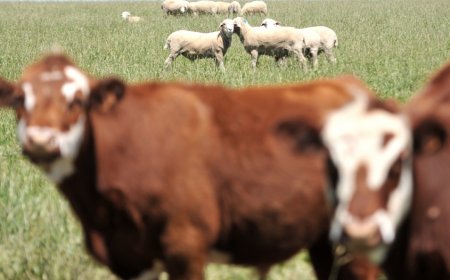 Tras la muerte de uno de sus socios, Conexión Ganadera descartó intervenir en la difícil situación de República Ganadera