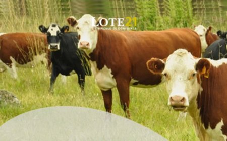 Hoy Lote 21 remata desde las 09.00, 6.000 vacunos y 1.800 ovinos.