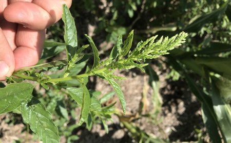 INIA creó una guía para el manejo de amaranthus resistente.