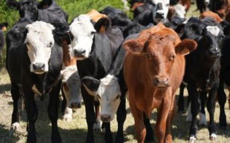 Argentina se perfila como destino del ganado a pie uruguayo, afirman desde el país vecino