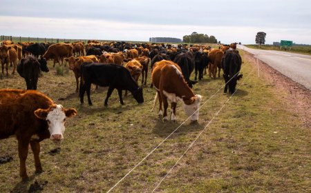 Inba manifiesta preocupación por medidas gremiales en industria cárnica