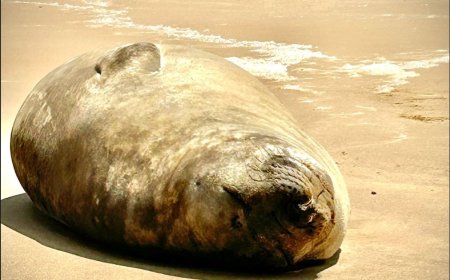 Una hembra de elefante marino descansa en las costas de Marindia