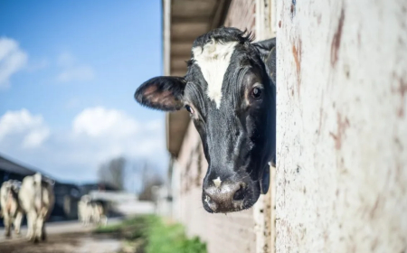 Se viene una semana de riesgo por estrés térmico para el ganado lechero