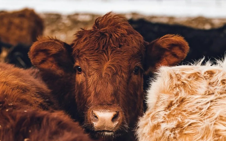 Importante caída de la faena