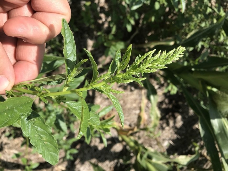 INIA creó una guía para el manejo de amaranthus resistente.