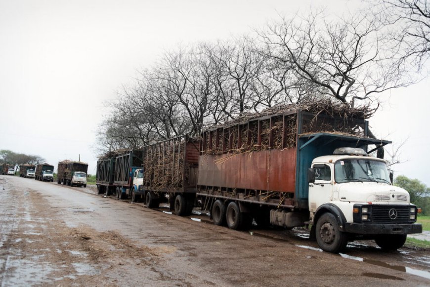 ALUR procesó más de 470.000 toneladas de caña de azúcar en la zafra 2024