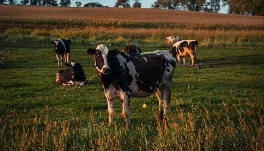 Gremiales agropecuarias piden esencialidad para evitar paros sorpresivos en frigoríficos