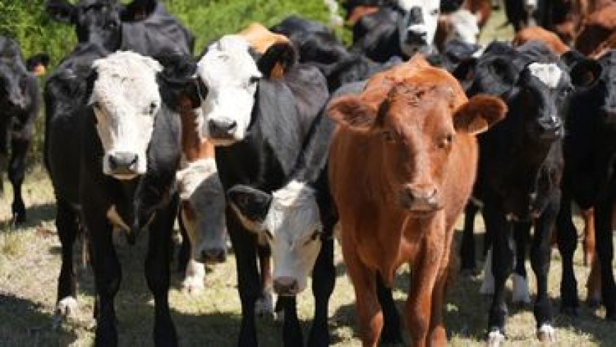 Argentina se perfila como destino del ganado a pie uruguayo, afirman desde el país vecino