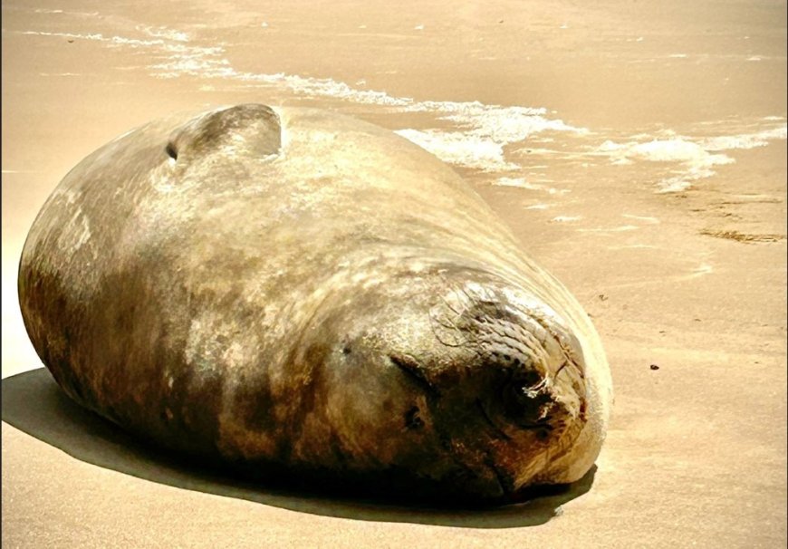 Una hembra de elefante marino descansa en las costas de Marindia