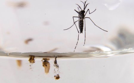 Esterilizarán mosquitos, una estrategia contra el aumento del dengue