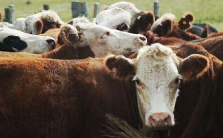 La situación del sector ganadero es "muy preocupante", advirtió la Asociación Rural