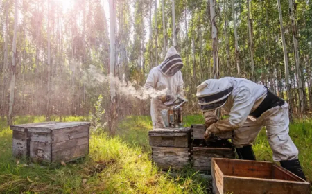 Panorama de la apicultura en la zona este