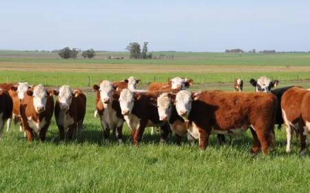 Un verano con buena disponibilidad de forraje