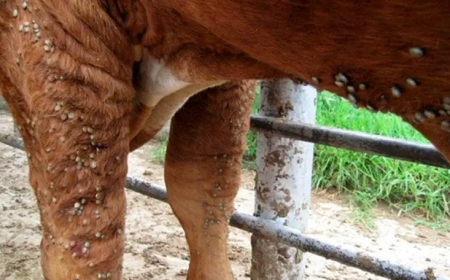 Proyecto piloto en Artigas contra la garrapata