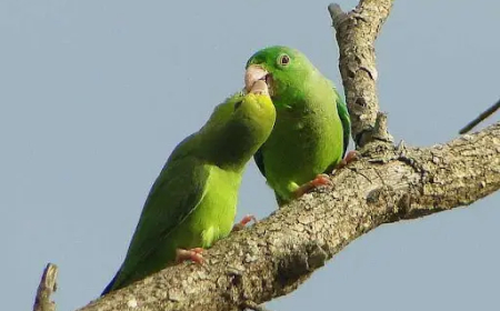 Salud Pública emitió varias medidas para prevención de la psitacosis