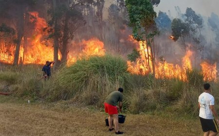 Desde el 20 de diciembre, más de 260 intervenciones para controlar incendios forestales