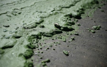 En un comunicado, MSP advierte sobre los riesgos de las cianobacterias