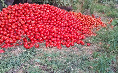 Toneladas de tomates fueron tirados por exceso de producción
