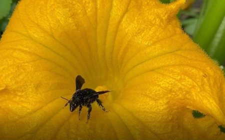 Abejorros de laboratorio ayudan a productores a mejorar rendimiento y calidad de cultivos