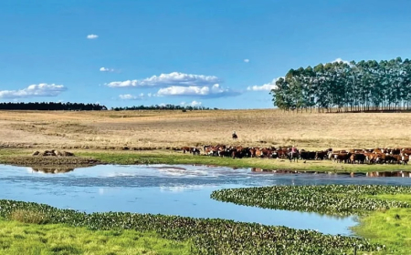 Cianobacterias: tóxicas y peligrosas para la salud animal